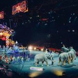 Francuska zabranjuje divlje životinje u cirkusima, marinskim parkovima 13