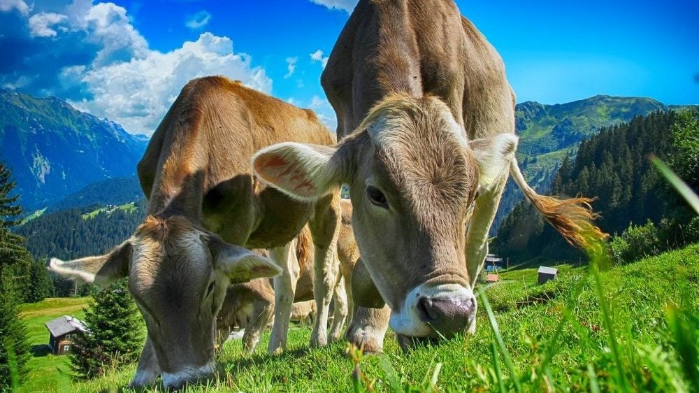 U Srbiji se broj goveda smanjio za tri odsto u odnosu na 2020. 1