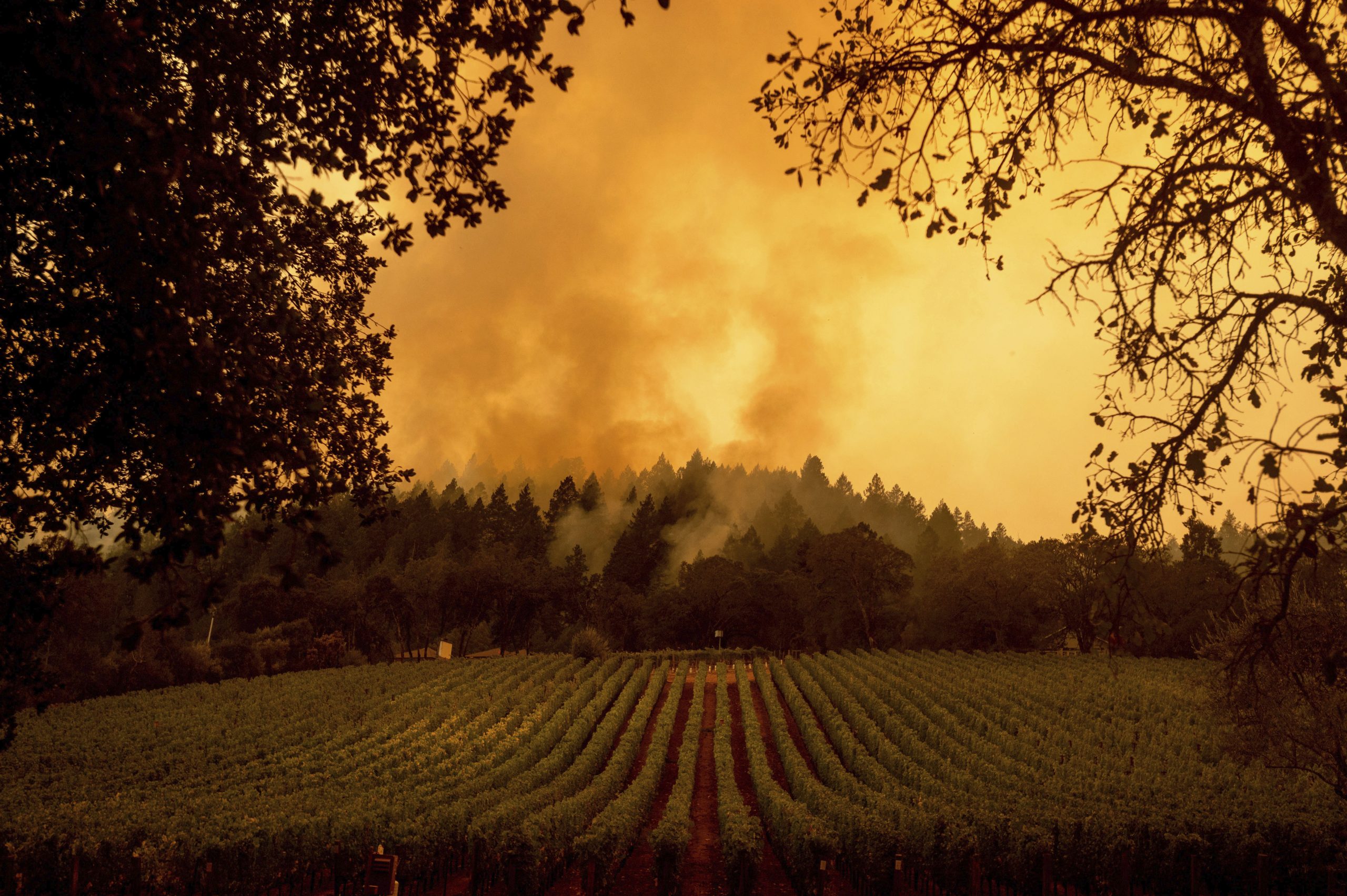 U požarima u Kaliforniji tri osobe poginule, evakuisano 70.000 ljudi 1