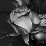 Preminula novinarka Dragana Ćosić 5