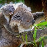 Ministrima u Australiji pretile ostavke zbog zaštite koala 5