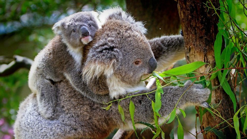 Ministrima u Australiji pretile ostavke zbog zaštite koala 1
