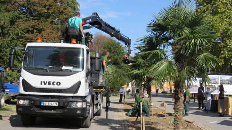 Zasađene palme na Kalemegdanu (FOTO) 3