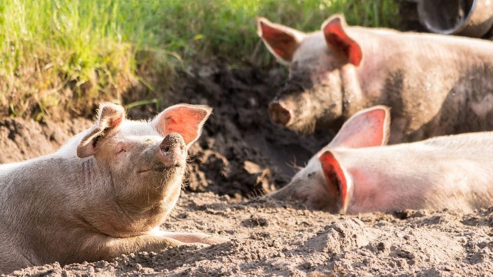 Suša i poskupljenje stočne hrane prisiljavaju stočare da gase farme svinja, cena mesa će rasti 1