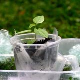 Nanoplastika čak i u biljkama 10