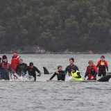 Masovno nasukavanje kitova u Australiji, najmanje 90 uginulo 2