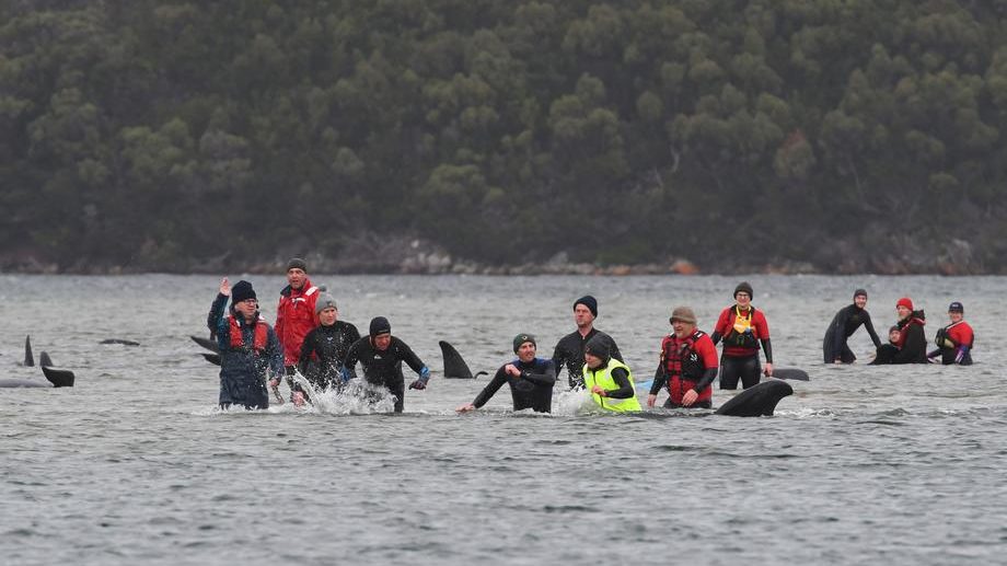 Masovno nasukavanje kitova u Australiji, najmanje 90 uginulo 1