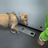 Finska upotrebljava pse za otkrivanje virusa korona na aerodromu 5