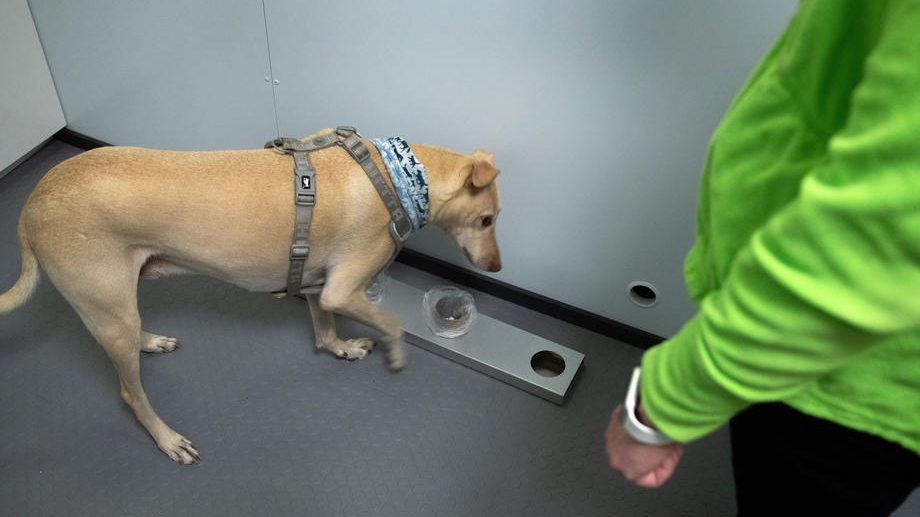 Finska upotrebljava pse za otkrivanje virusa korona na aerodromu 1