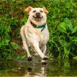 Smešne životinje: Urnebesne fotografije ljubimaca koji rade najsmešnije stvari 5