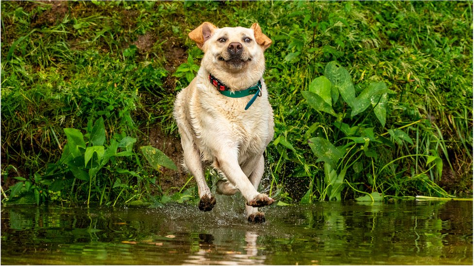 Labrador dog photographed by John Carelli in the United States