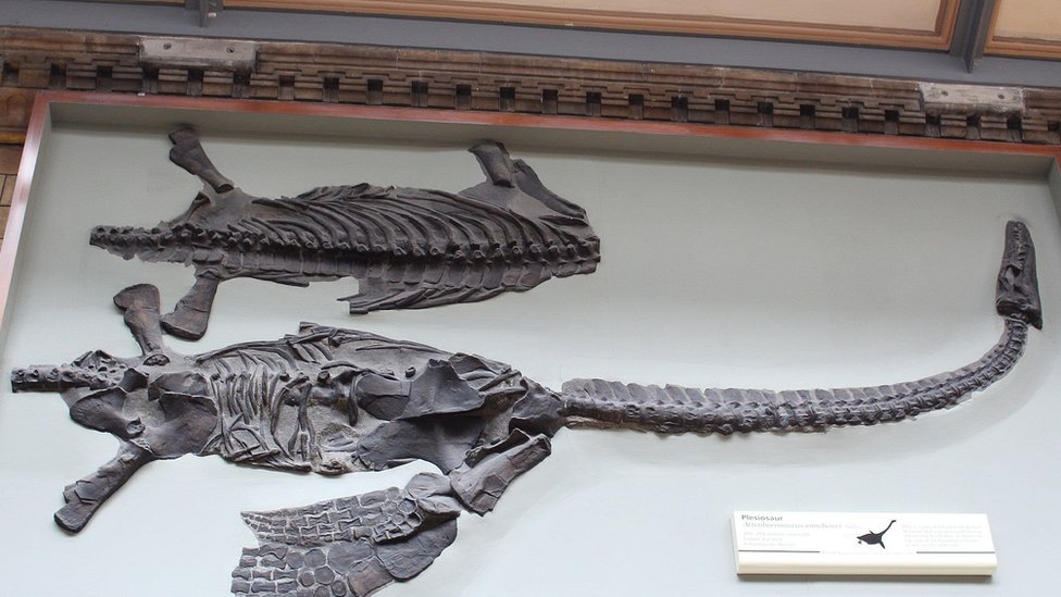 The fossilised skeleton of the dinosaur named after David Attenborough