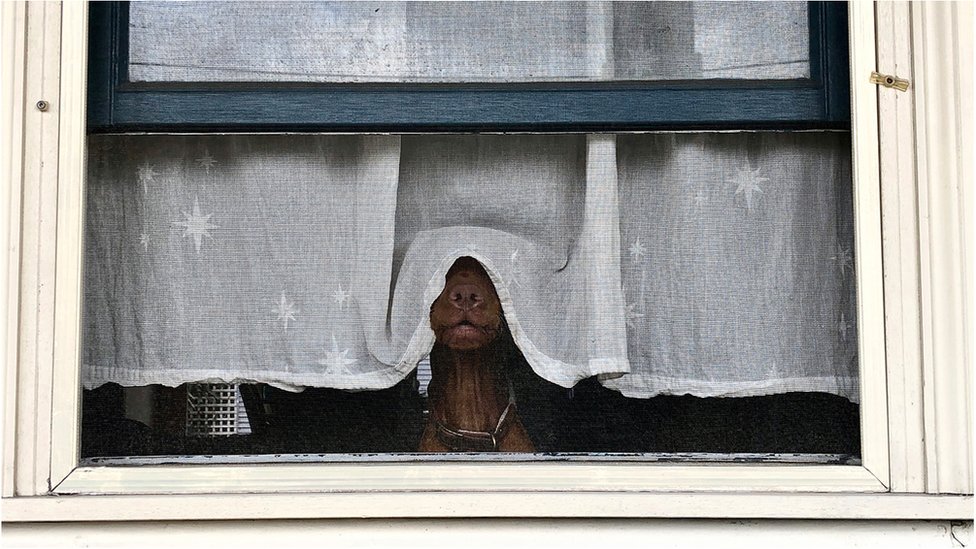 The Vizla dog was photographed earlier this year in Australia