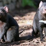 Životinje i Australija: Tasmanijski đavo vraćen u prirodu 6