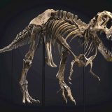 Dinosaurusi i praistorija: Fosil tiranosaurusa reksa prodat za skoro 32 miliona dolara 6