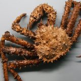 Životinje i priroda Srbije: Rakovi vladaju barama i vodama 5