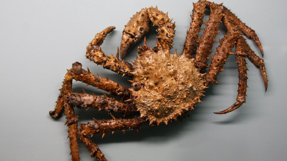 Životinje i priroda Srbije: Rakovi vladaju barama i vodama Srbije 1 Rak