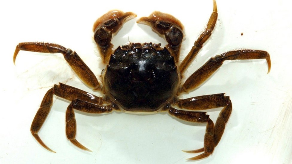 Životinje i priroda Srbije: Rakovi vladaju barama i vodama 3 Rak2