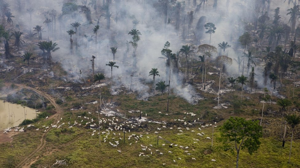 Human-made fires designed to clear the Brazilian rainforest for cattle and crops