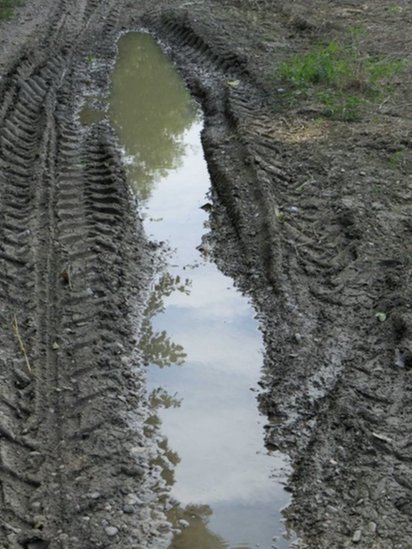 Životinje i priroda Srbije: Rakovi vladaju barama i vodama 2 Bara na kolskom putu u Zasavici gde je pronađen rak Triops cancriformis