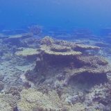 Klimatske promene i okeani: Veliki koralni greben u Australiji ostao bez polovine korala 6