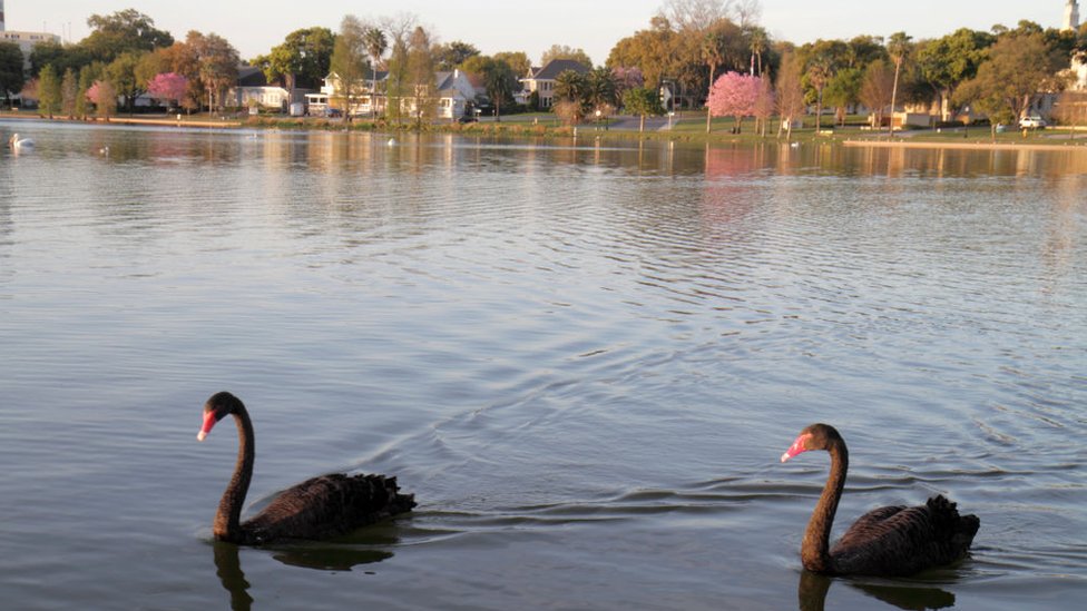 In addition to mute swans, black swans also reside at Lake Morton