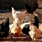 U Danskoj otkriveno žarište ptičijeg gripa, 25.000 kokošaka će biti ubijeno 2