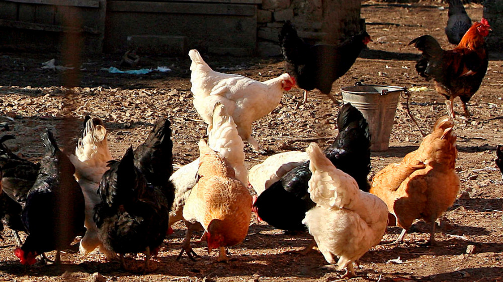 U Danskoj otkriveno žarište ptičijeg gripa, 25.000 kokošaka će biti ubijeno 1