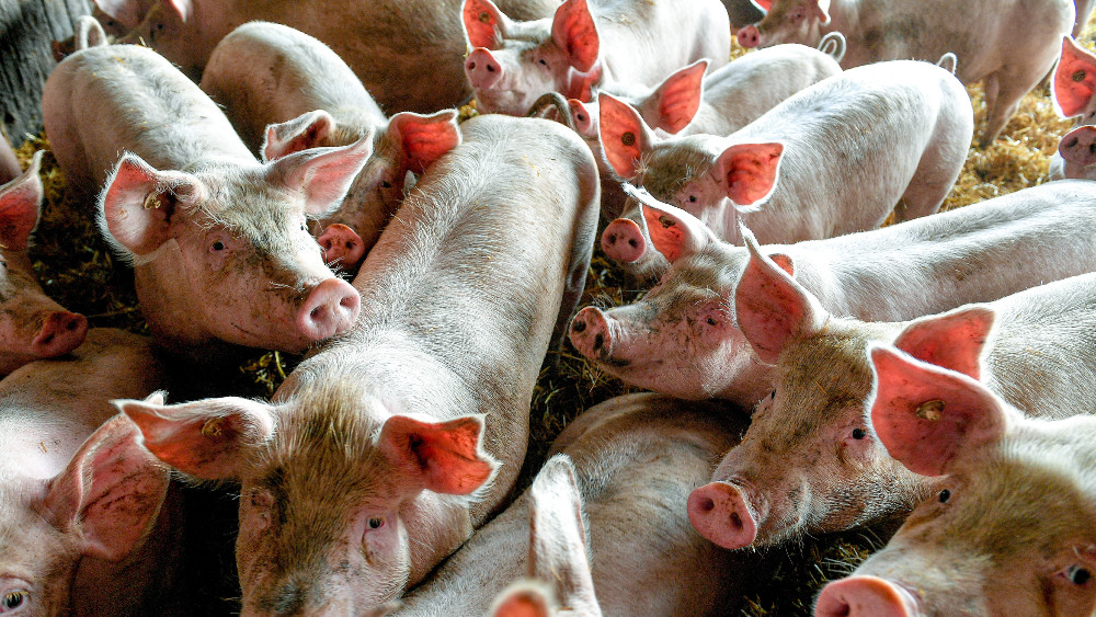 Pale cene i tražnja svinja i junadi, uvozi se smrznuto meso iz Evrope 1