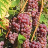 Mala Plana: Berba pod maskama 1