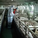 Srbija zemlja sa visokim rizikom od pojave afričke svinjske kuge 7