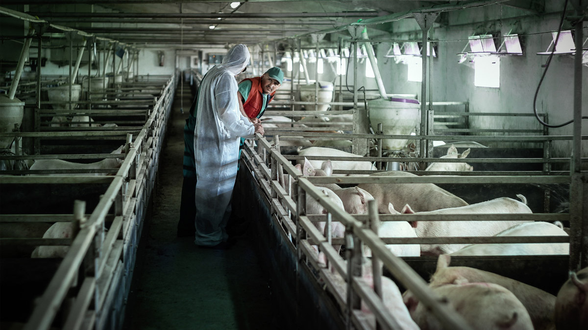 Srbija zemlja sa visokim rizikom od pojave afričke svinjske kuge 1