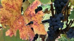 Vinari i vinoljupci u Srbiji danas slave Međunarodni Dan prokupca 5