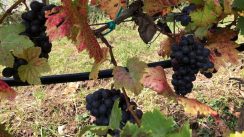 Vinari i vinoljupci u Srbiji danas slave Međunarodni Dan prokupca 4