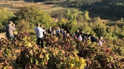 Vinari i vinoljupci u Srbiji danas slave Međunarodni Dan prokupca 3
