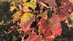 Vinari i vinoljupci u Srbiji danas slave Međunarodni Dan prokupca 2