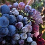 Vinari i vinoljupci u Srbiji danas slave Međunarodni Dan prokupca 12
