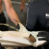 Životna priča morskog psa iz Beča bogatija za još jednu senzaciju 9