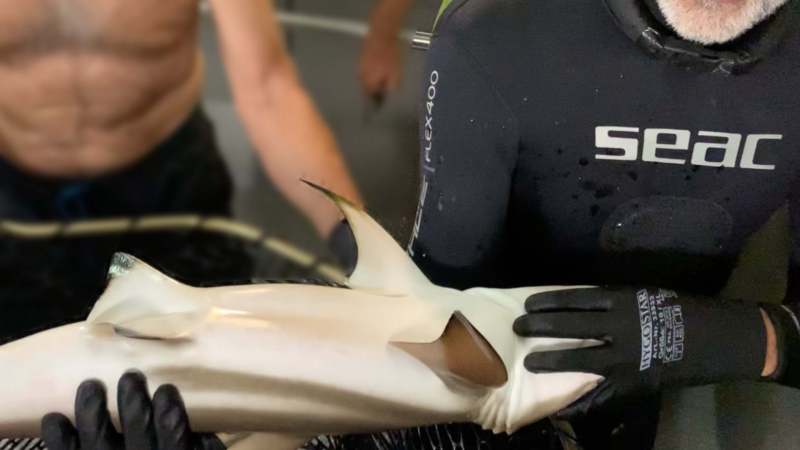 Životna priča morskog psa iz Beča bogatija za još jednu senzaciju 1