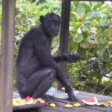 Šimpanze i starenje - sličnosti sa socijalnim životom ljudi 14