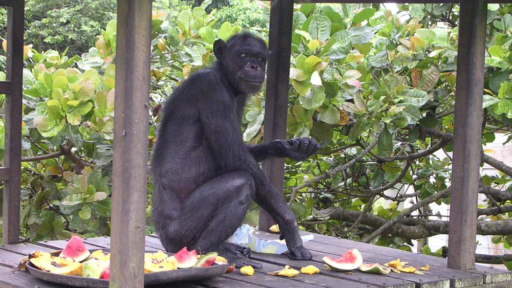 Šimpanze i starenje - sličnosti sa socijalnim životom ljudi 1