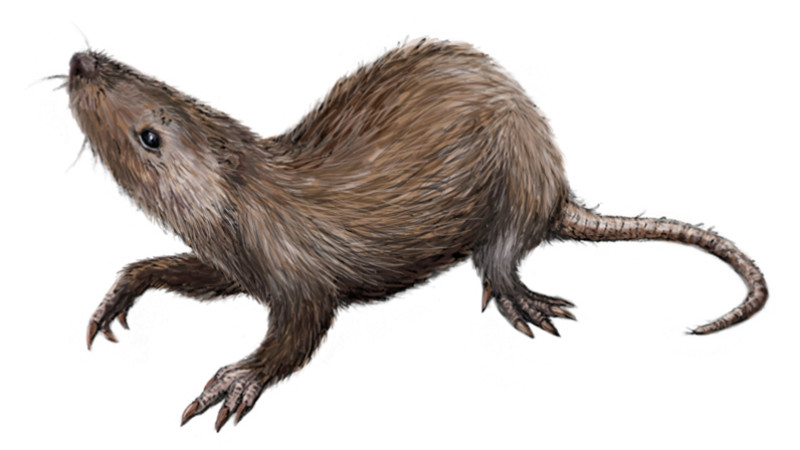 Pronađena "karika koja nedostaje" u evoluciji ušiju sisara 1 Pronađena "karika koja nedostaje" u evoluciji ušiju sisara 1