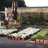 U nevremenu uništena gotovo polovina hrvatske proizvodnja cveća 5