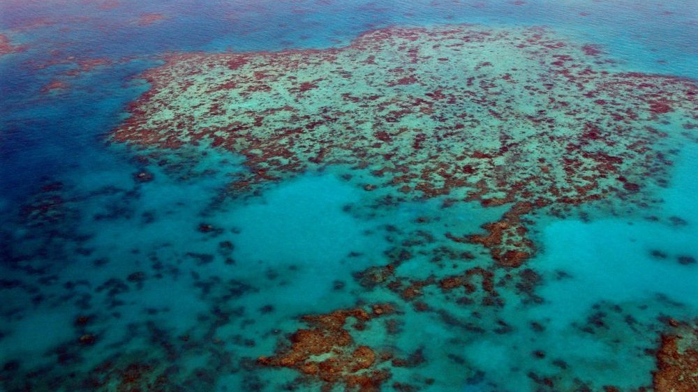 Polovina korala u australijskom Velikom grebenu uništena u poslednjih 25 godina 1