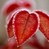 U Srbiji sutra ujutro mraz, tokom dana sunčano 5