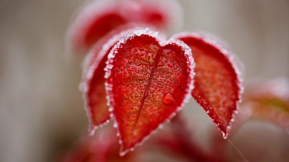 U Srbiji sutra ujutro mraz, tokom dana sunčano 1