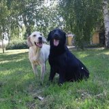 Udruženje iz Zrenjanina reciklira staklo i pomaže napuštenim životinjama 7