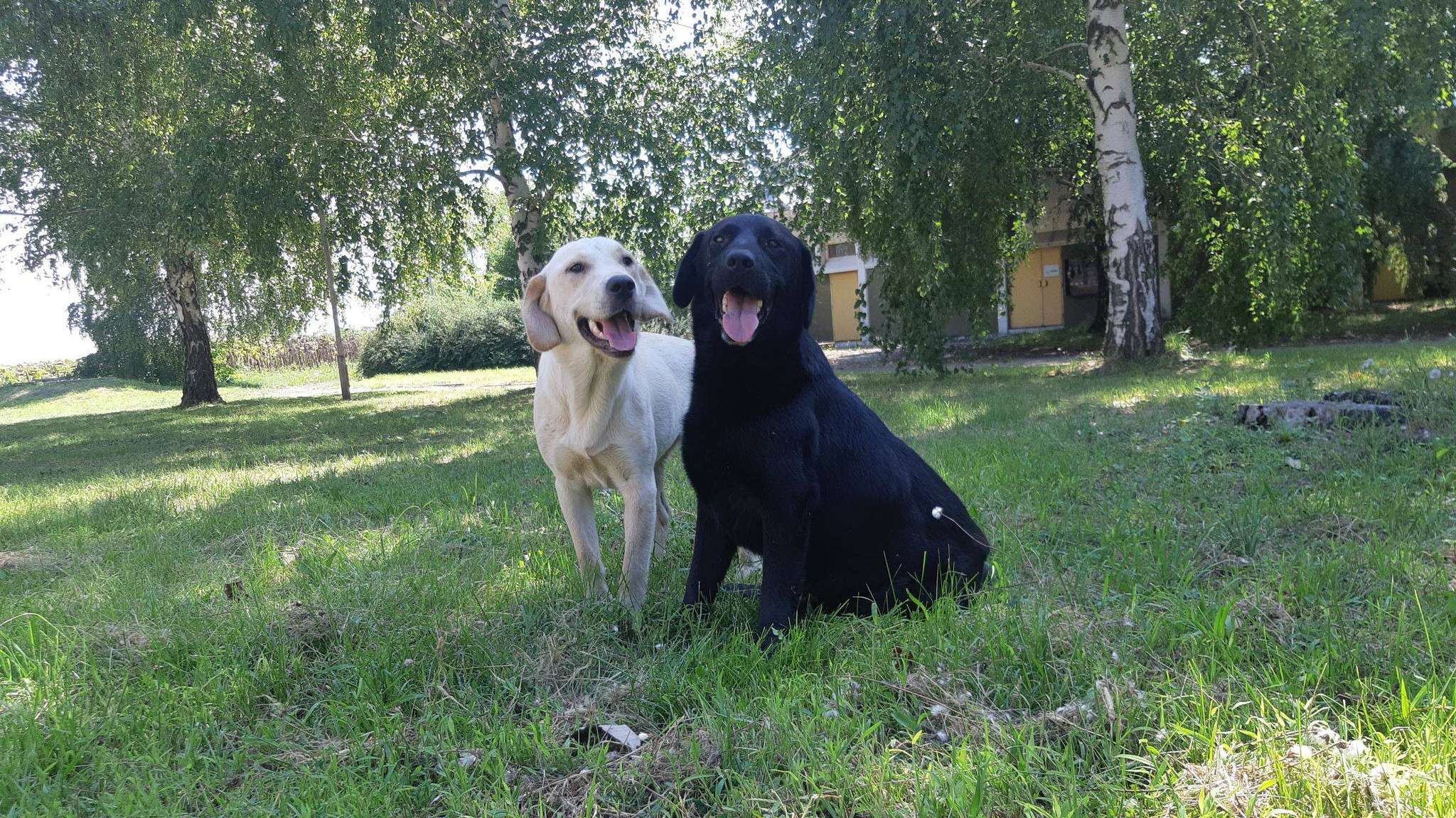 Udruženje iz Zrenjanina reciklira staklo i pomaže napuštenim životinjama 1