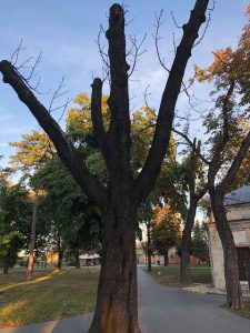 Ne davimo Beograd: Spisak 300 lokacija u Beogradu sa osušenim stablima predat nadležnima 2