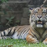 Svetski dan zaštite životinja: U Srbiji se ne primenjuju zakoni 4